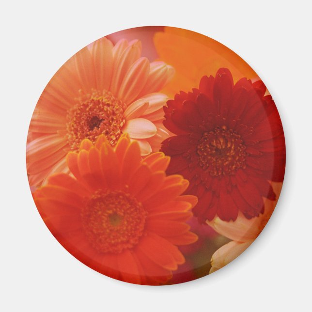 Íman Laranja Gerbera Daisy Flower Refrigerator Magnet (Frente)