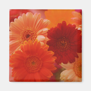 Íman Laranja Gerbera Daisy Flowers Refrigerator Magnets