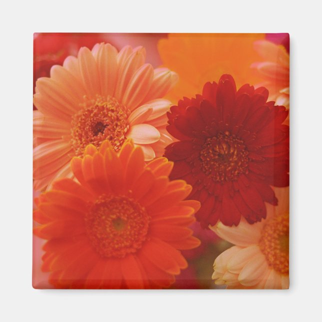 Íman Laranja Gerbera Daisy Flowers Refrigerator Magnets (Frente)