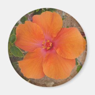 Íman Laranja Hibiscus