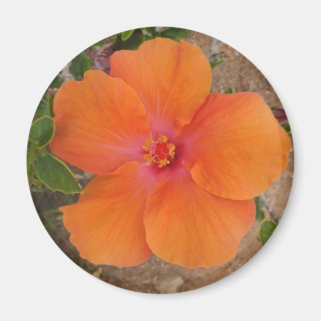 Íman Laranja Hibiscus (Frente)