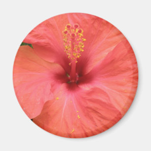 Íman Laranja Hibiscus Flower Macro Magnet