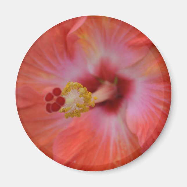 Íman Laranja Hibiscus Magnet (Frente)