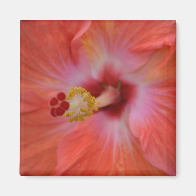 Íman Laranja Hibiscus Magnet (Frente)