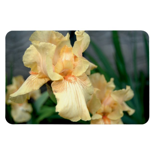 Íman Laranja levanta num jardim de verão (Horizontal)