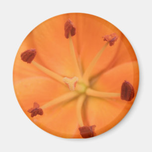 Íman Laranja Lily Floral Magnet