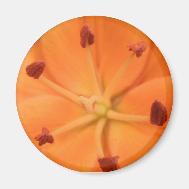 Íman Laranja Lily Floral Magnet (Frente)