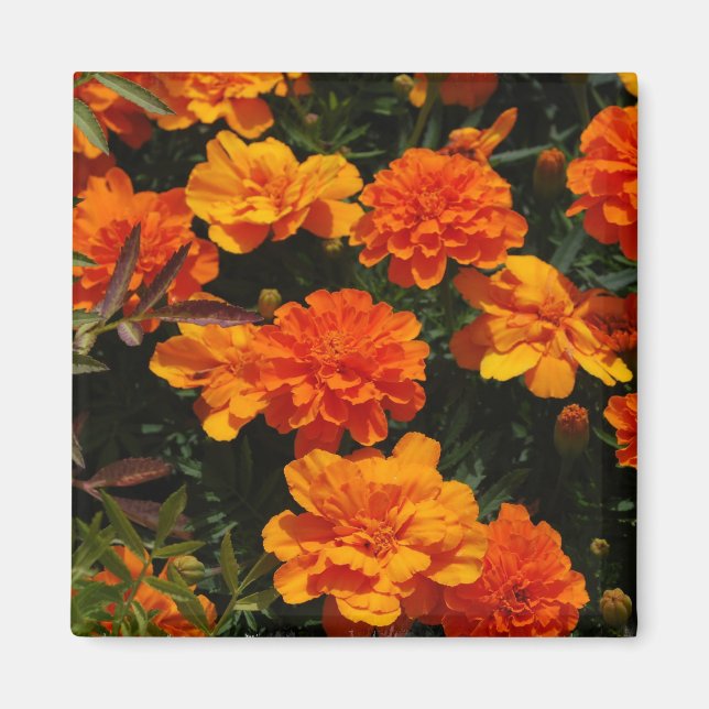 Íman Laranja Marigold Flowers Magnet (Frente)