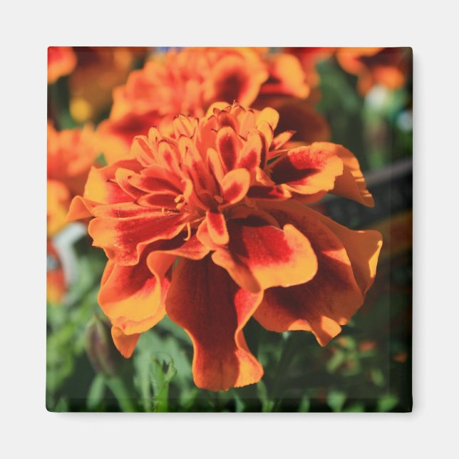 Íman Laranja Marigold Flowers Magnet (Frente)