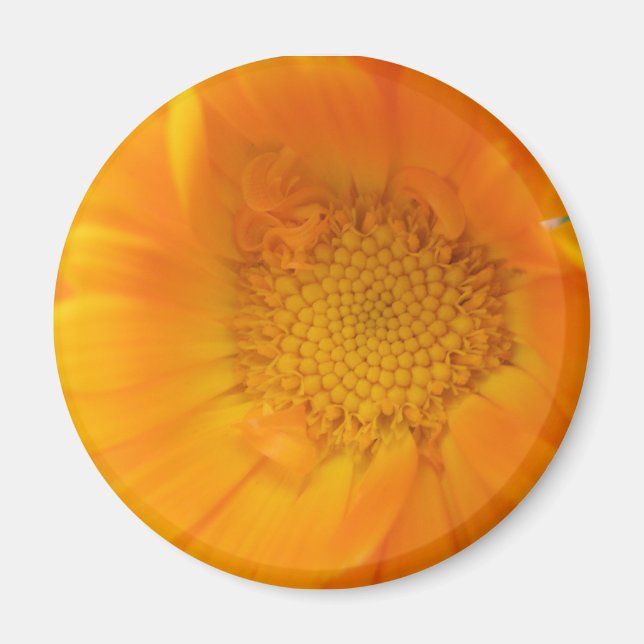Íman Laranja Marigold Macro Magnet (Frente)