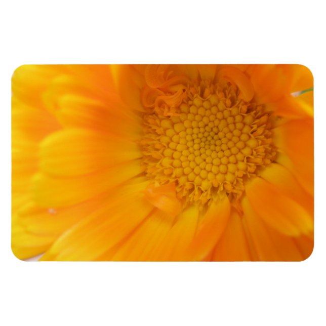 Íman Laranja Marigold Macro Premium Magnet (Horizontal)