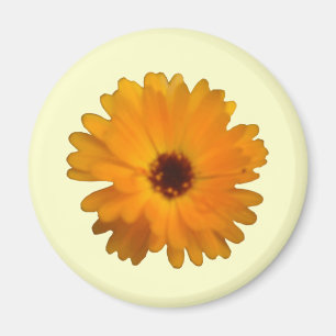 Íman Laranja Marigold Magnet