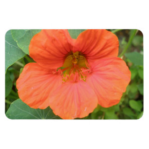 Íman Laranja Nasturtium Flower Premium Magnet