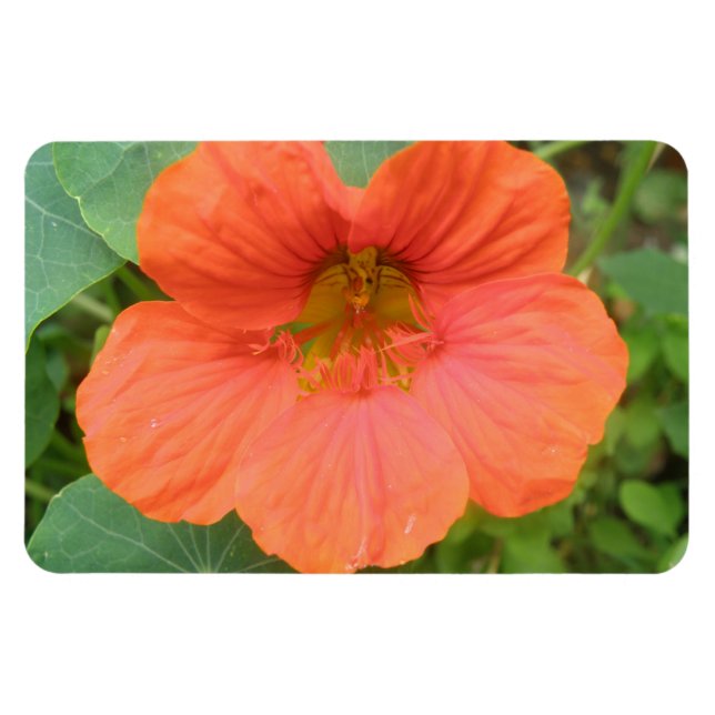 Íman Laranja Nasturtium Flower Premium Magnet (Horizontal)