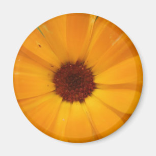 Íman Laranja Rain Daisy Magnet