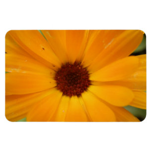 Íman Laranja Rain Daisy Premium Magnet