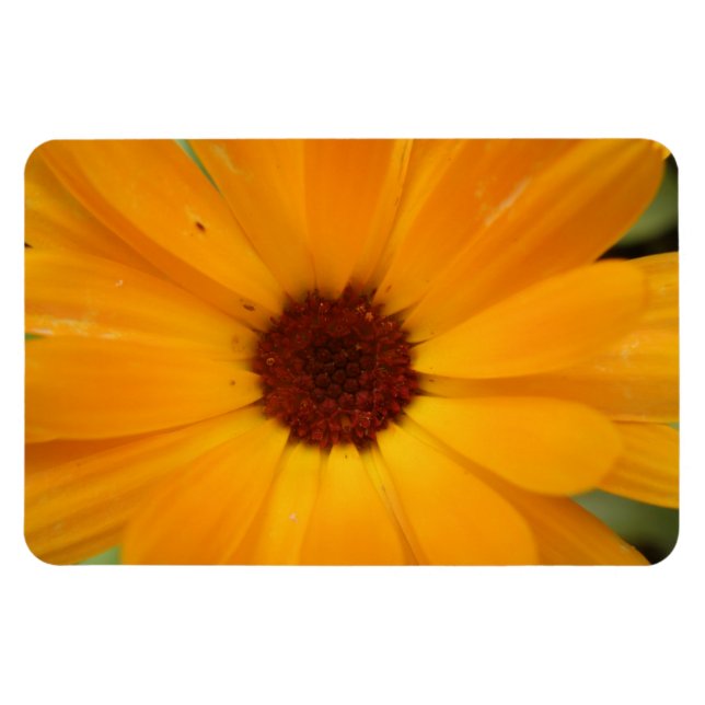 Íman Laranja Rain Daisy Premium Magnet (Horizontal)