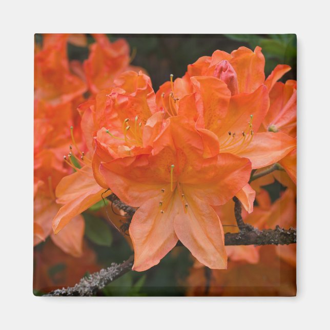 Íman Laranja Rhododendron Flor Magnet (Frente)