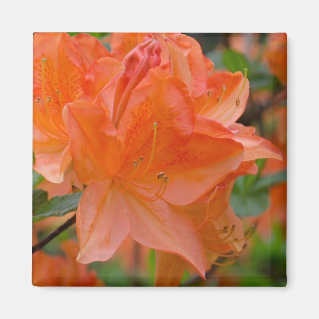 Íman Laranja Rhododendron Lemonara Flores Magnet (Frente)