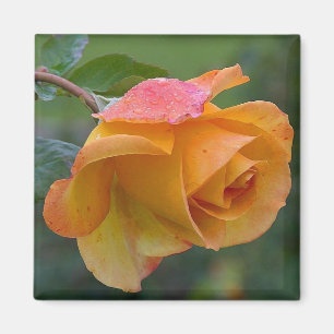 Íman Laranja Rosa Floral 2