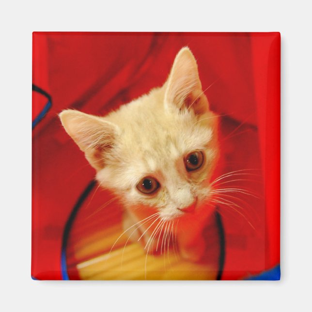 Íman Laranja Tabby Kitten Magnet (Frente)