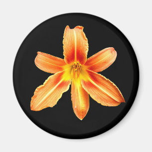 Íman Laranja Tiger Lily Magnet