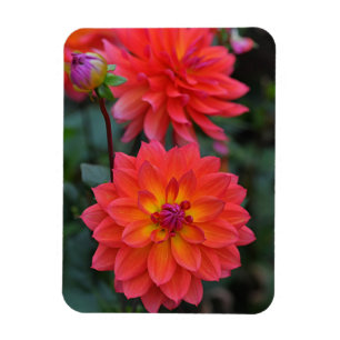 Íman Laranja, Vermelho, Flor Amarelo Dahlia
