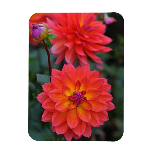 Íman Laranja, Vermelho, Flor Amarelo Dahlia (Vertical)