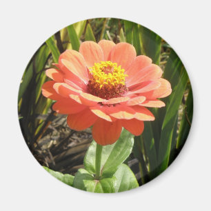 Íman Laranja Zinnia Flor Magnet