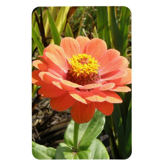 Íman Laranja Zinnia Flor Premium Magnet (Vertical)