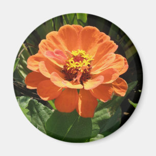 Íman Laranja Zinnia Magnet