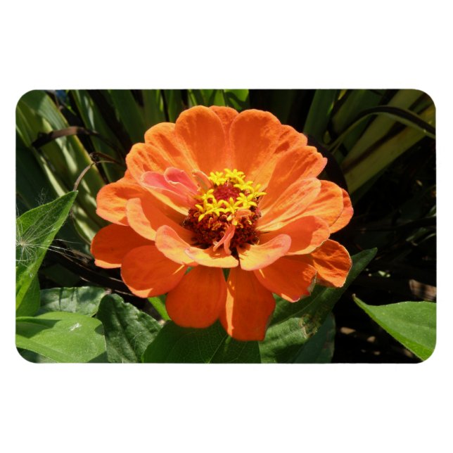 Íman Laranja Zinnia Premium Magnet (Horizontal)