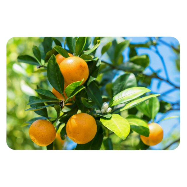 Íman Laranjeira Frutífera (Horizontal)