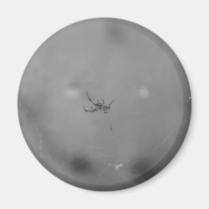 Íman Larinioides sclopetarius