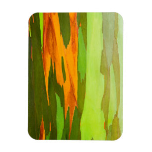 Íman latido Rainbow Eucalyptus, Havaí