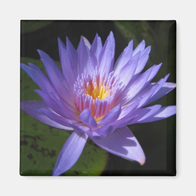 Íman Laura Frase (Frente)