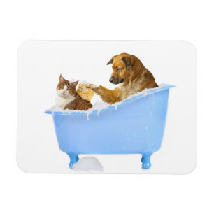 Íman Lavagem do gato