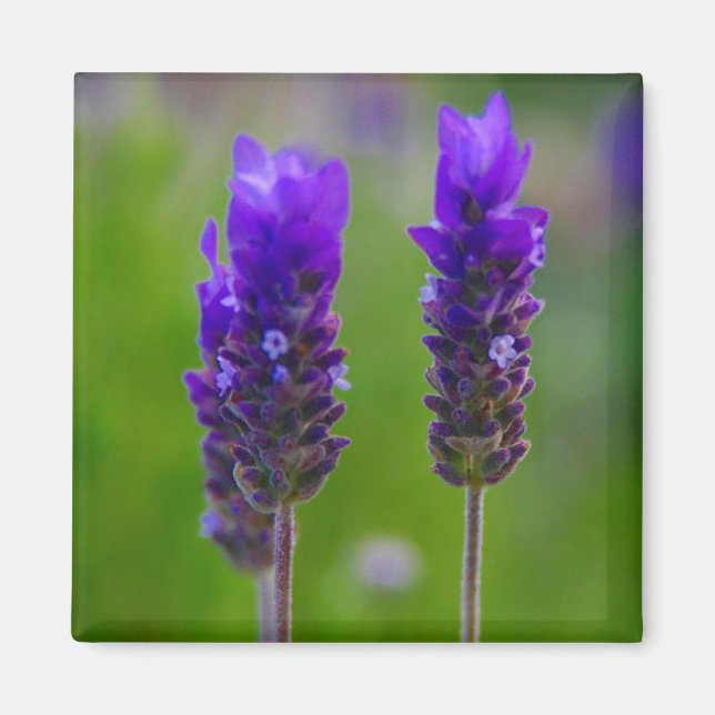 Íman lavanda (Frente)