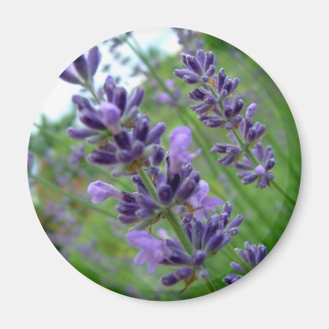 Íman Lavanda (Frente)