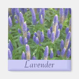 Íman Lavanda