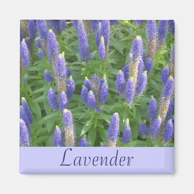 Íman Lavanda (Frente)