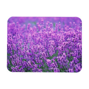 Íman Lavanda