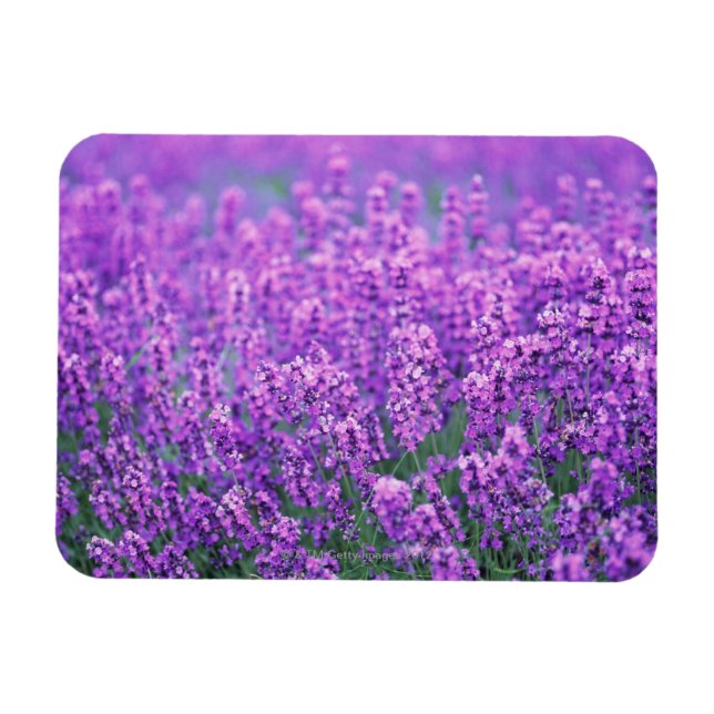Íman Lavanda (Horizontal)