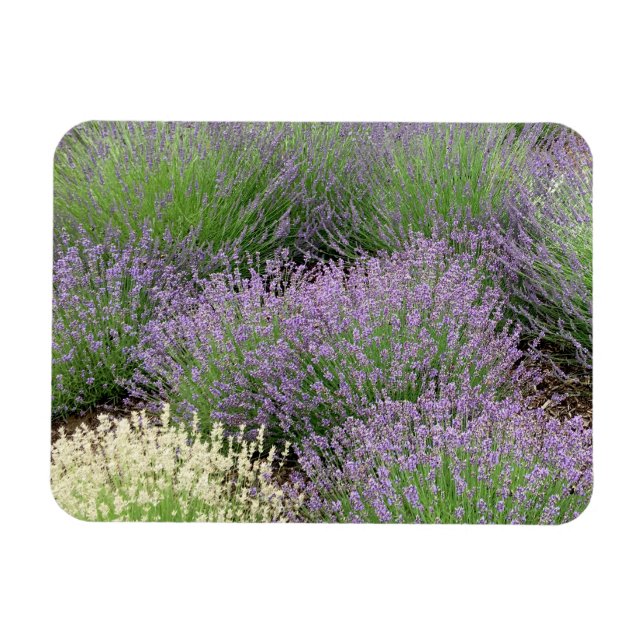 Íman Lavanda adorável (Horizontal)