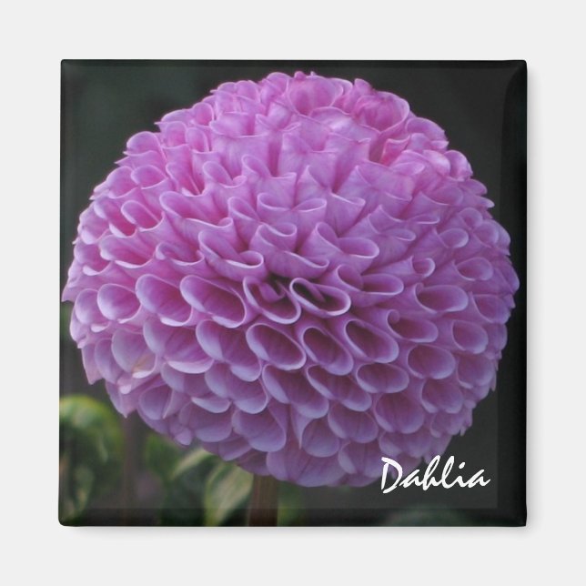 Íman Lavanda Dahlia Magnet (Frente)