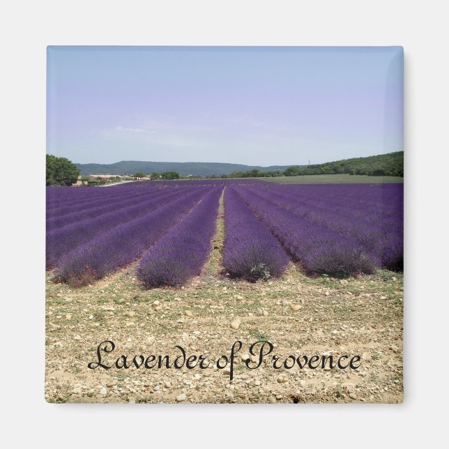 Íman Lavanda de Provença (Frente)