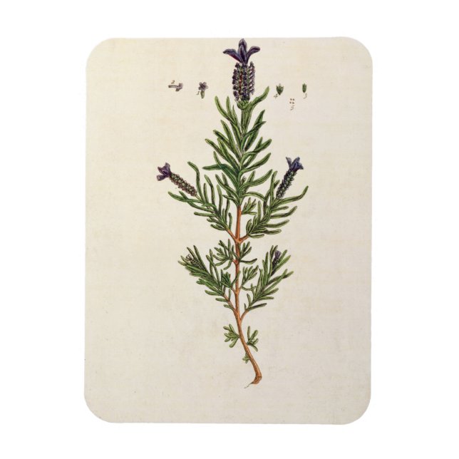 Íman Lavanda francesa, placa 241 de "A Curiosa Herbal" (Vertical)