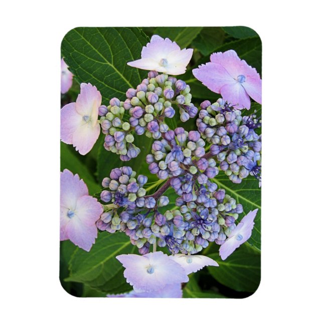 Íman Lavanda Lace Boné Hydrangea Bloom Magnet (Vertical)