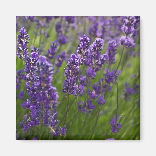 Íman Lavanda | Lavendel (Frente)