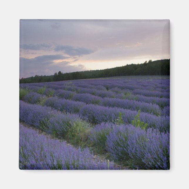 Íman Lavanda no pôr do sol (Frente)
